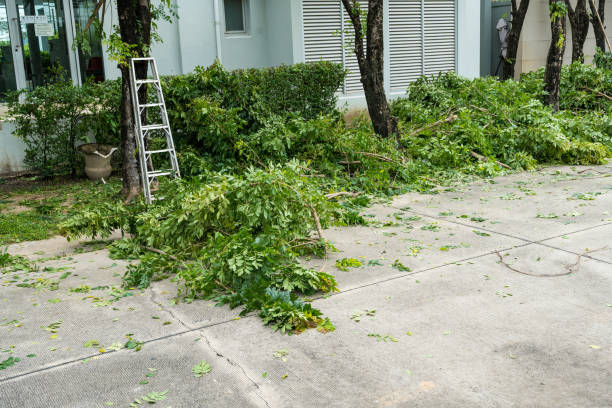 Best Stump Grinding and Removal  in Alanes Ridge, CA