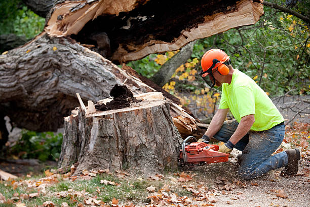 Seasonal Cleanup (Spring/Fall) in Acalanes Ridge, CA