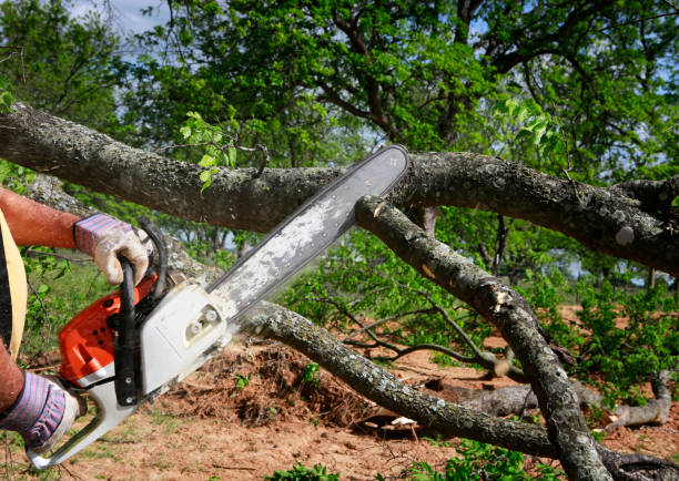 How Our Tree Care Process Works  in Acalanes Ridge, CA